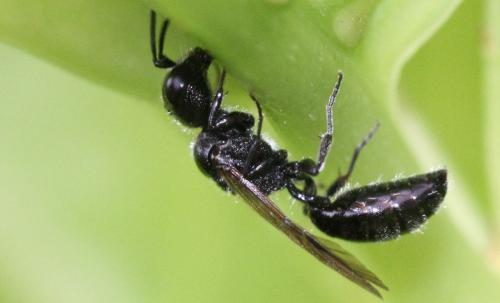 Pemphredon sp.